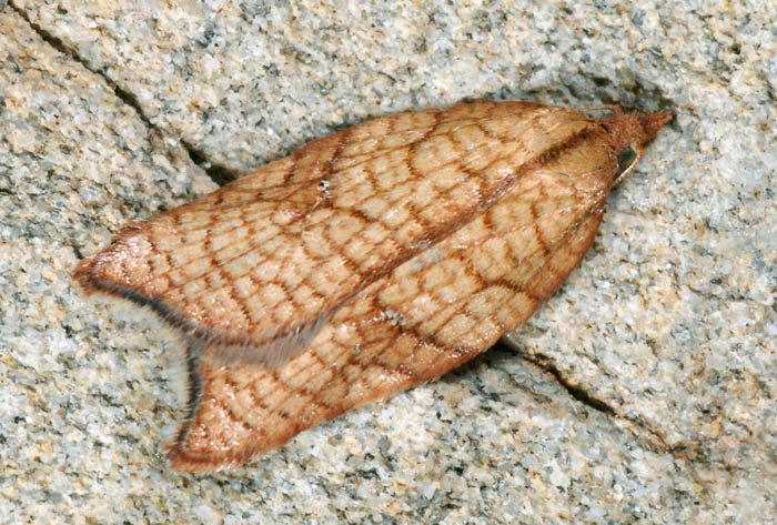 Acleris rhombana